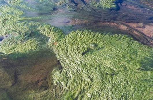 Algae growth Oroua river