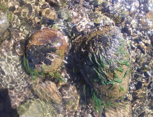 Benthic cyanobacteria