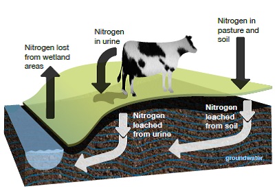 Nitrogen paths to freshwater