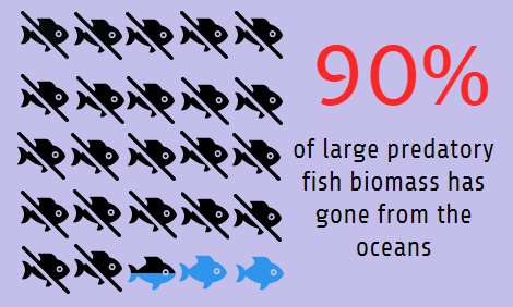 90 per cent of large predatory fish biomass gone